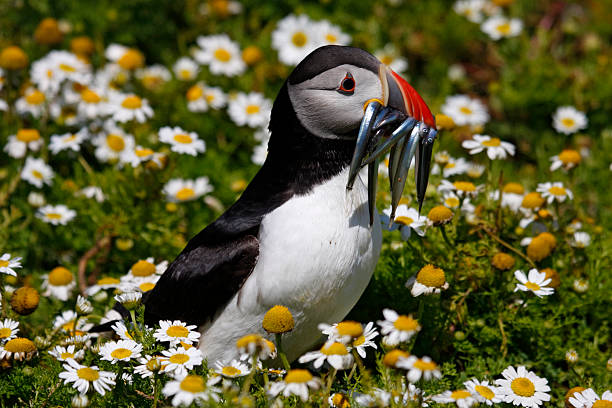 istock puffin with sandeels walking through flowers 179045486