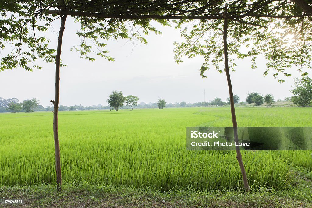 Grüne Reisfelder - Lizenzfrei Agrarbetrieb Stock-Foto