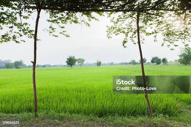 Foto de Campos De Arroz Verde e mais fotos de stock de Agricultura - Agricultura, Arroz - Alimento básico, Arroz - Cereal