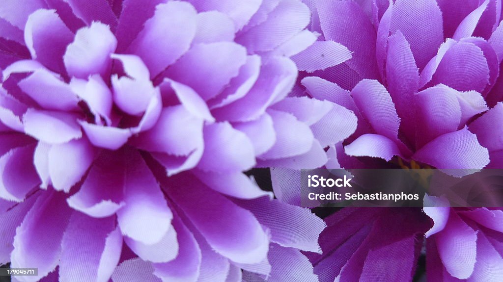 Ściereczką kwiaty żywe - Zbiór zdjęć royalty-free (Bez ludzi)