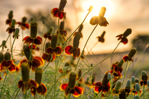 Mexican hat wildflowers bathed in early morning Texas sunshine