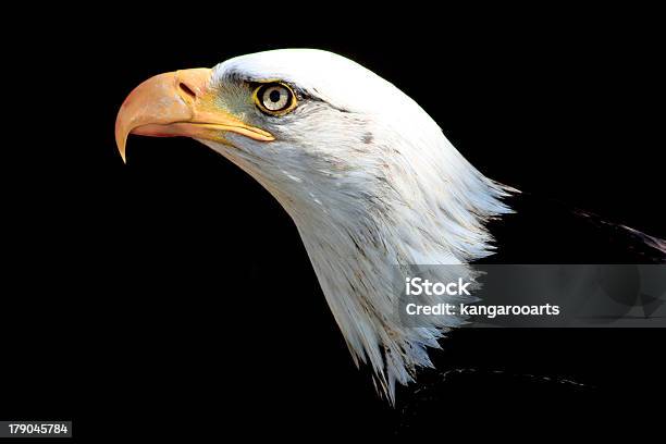 Soon Eagle Stock Photo - Download Image Now - Bald Eagle, Beak, Bird