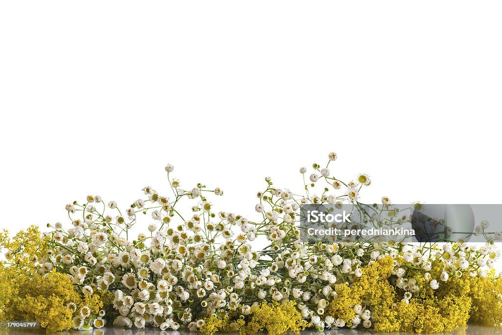 bouquet de Flores de Verão selvagem - Royalty-free Ambrosia Foto de stock