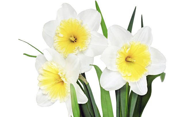 istock Beautiful spring  three flowers : yellow-white narcissus (Daffod 179046032