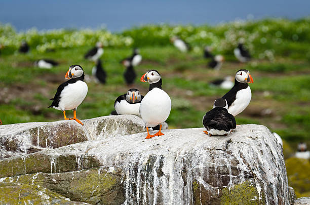istock Puffins on the Farne Islands 179046140