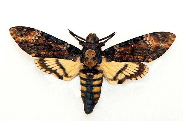 istock Death's Head Hawk-moth, Acherontia atropos 179046162