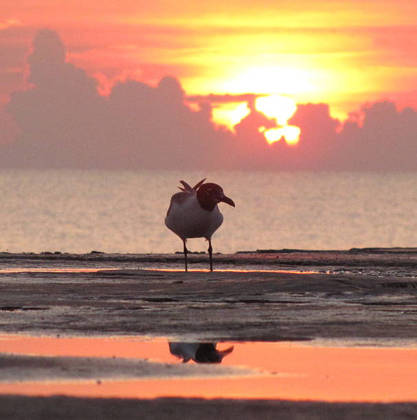 Seagull reflection in sunrise stock photo