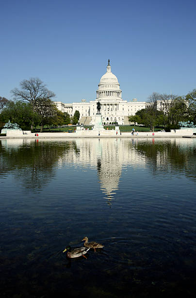 Ducks at the Capitol stock photo