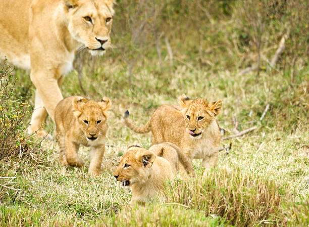 istock female  lion and baby 179046327