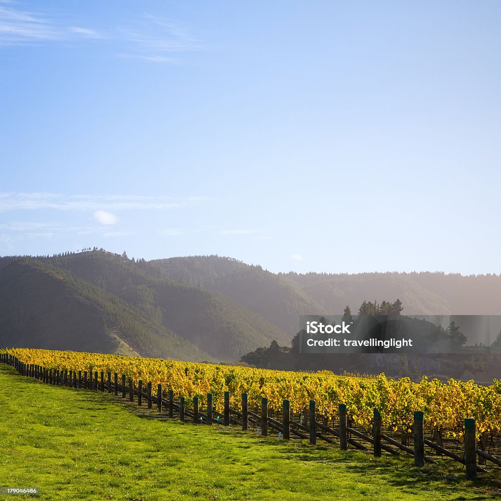 New Zealand Vineyard in Autumn "Autumn vineyard in the Marlborough region of New Zealand, one of the country's main wine producing areas and a great holiday destination, in the golden light of late afternoon. More vineyards:-" Blenheim - New Zealand Stock Photo
