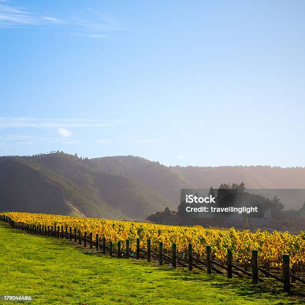 New Zealand Vineyard In Autumn Stock Photo - Download Image Now - Blenheim - New Zealand, Vineyard, New Zealand