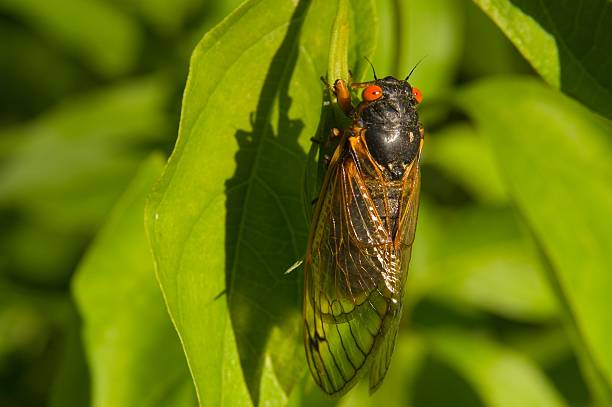 istock Red eyed 17 year cicada 179046545