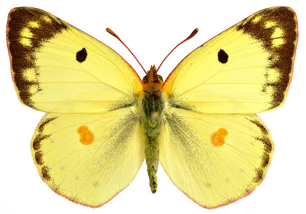 istock Isolated male Pale Clouded Yellow butterfly 179046687