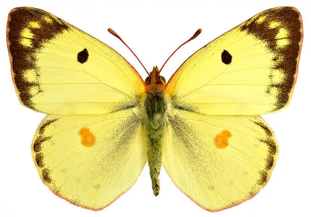 Male pale Clouded Yellow butterfly (Colias hyale) isolated on white background