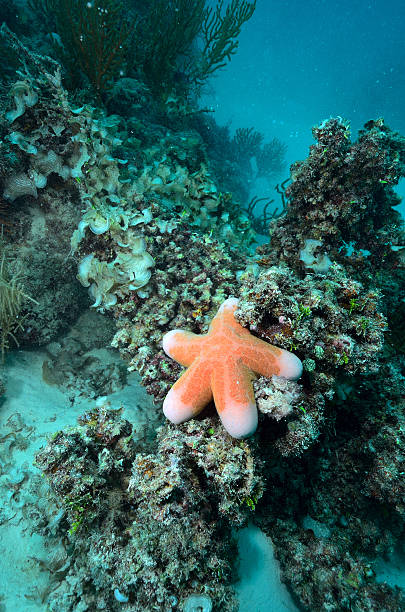 istock large seastar (Choriaster granulatus) in Layang, Malays 179046688
