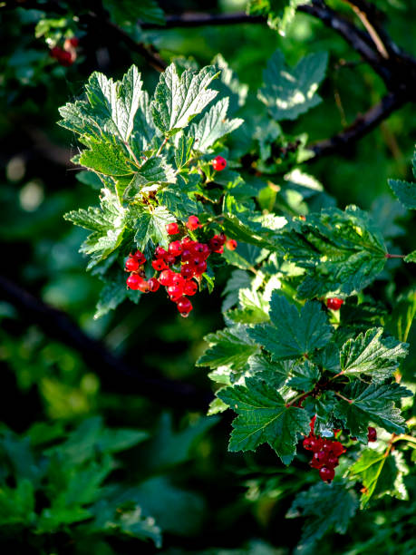 istock ripe red currant on a branch in the garden 1790467308