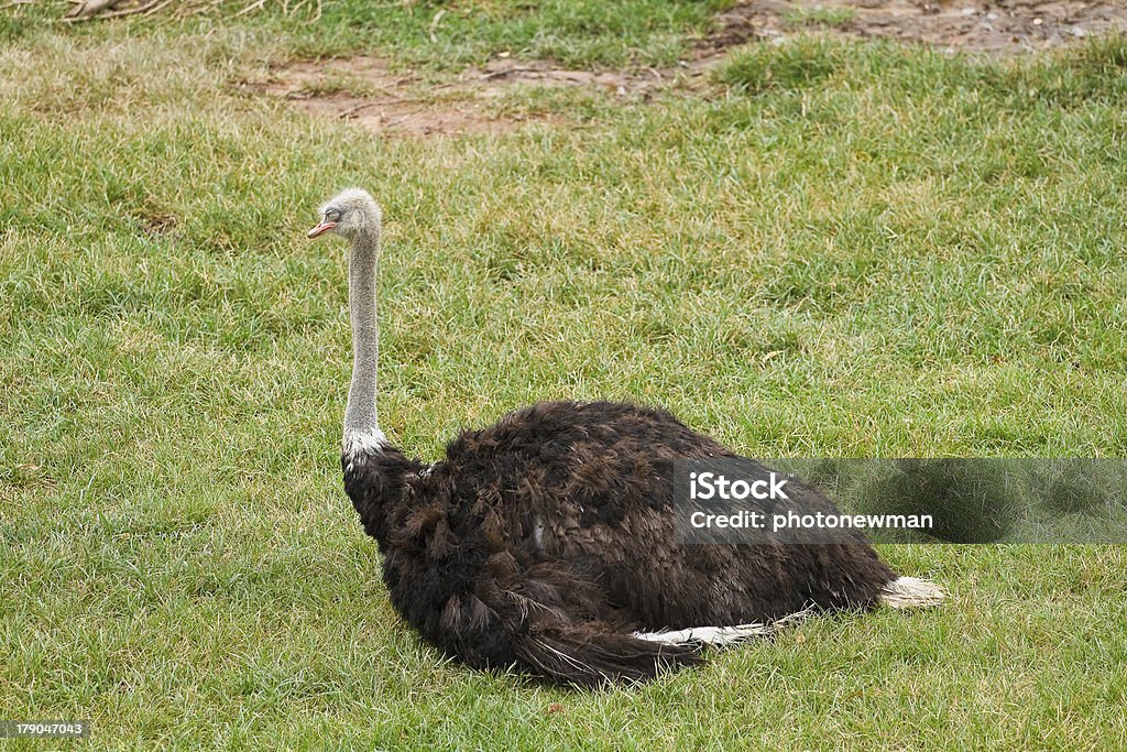 ostrich in the zoo. Africa Stock Photo
