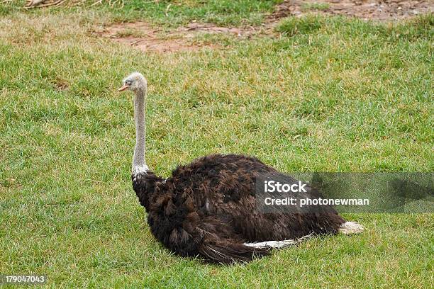 Ostrich In The Zoo Stock Photo - Download Image Now - Africa, Animal, Animal Wildlife