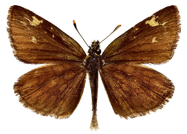 istock Isolated Large Chequered Skipper butterfly 179047062