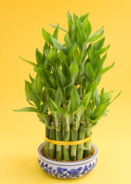 Lucky Bamboo Studio shot of lucky bamboo in the vase. bamboo plant stock pictures, royalty-free photos & images