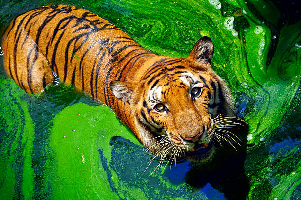 Portrait of a bengal tiger