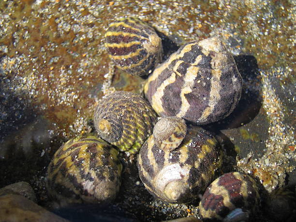 group of periwinkles rockpool 近く - catharanthus ストックフォトと画像