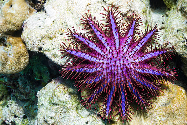 istock Crown of thorns starfish 179047673
