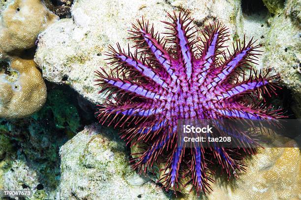 Crown Of Thorns Starfish Stock Photo - Download Image Now - Crown of Thorns Starfish, Starfish, Sea