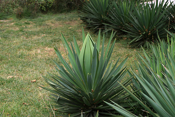 sisal in the wild