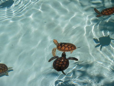 OLYMPUS DIGITAL CAMERA. Little turtles swimming in the water.