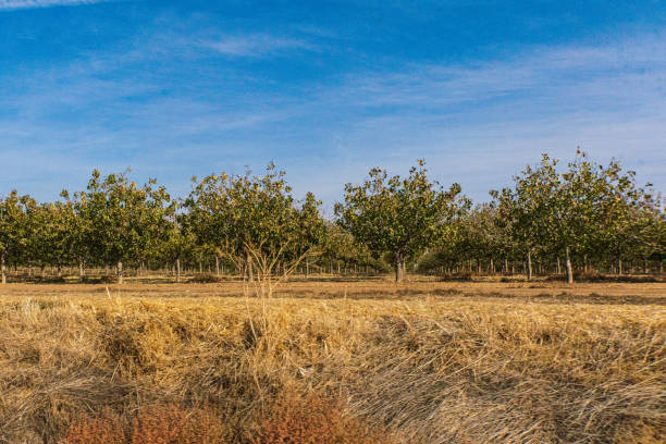 Agricultural Landscape - Citrus Trees growing in a Orchard with a Blue Sky
