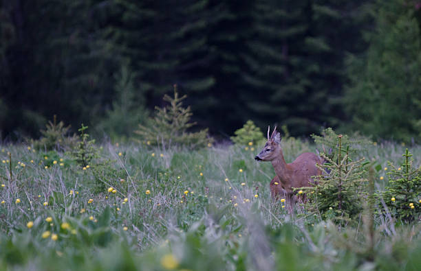 istock deer standing in greenery italian alps 179047975