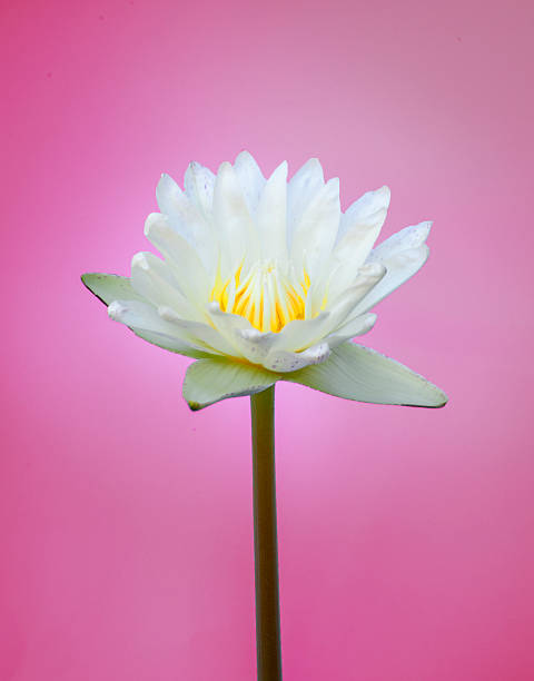 istock Beautiful white lotus in the background 179047982