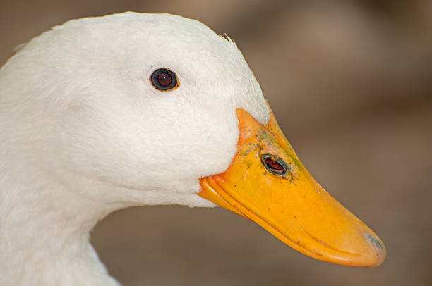 istock Portrait of a goose 179048137