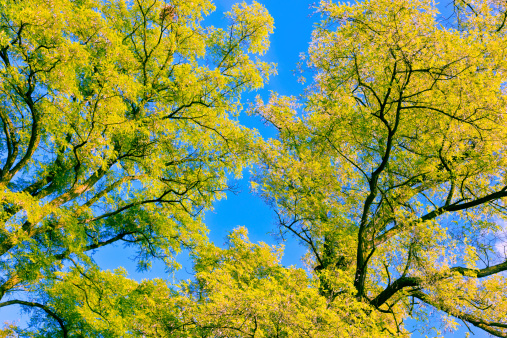Tree canopy in autumn time