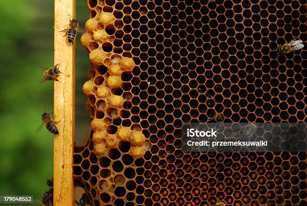 Panal Foto de stock y más banco de imágenes de Abeja - Abeja, Animal, Apis