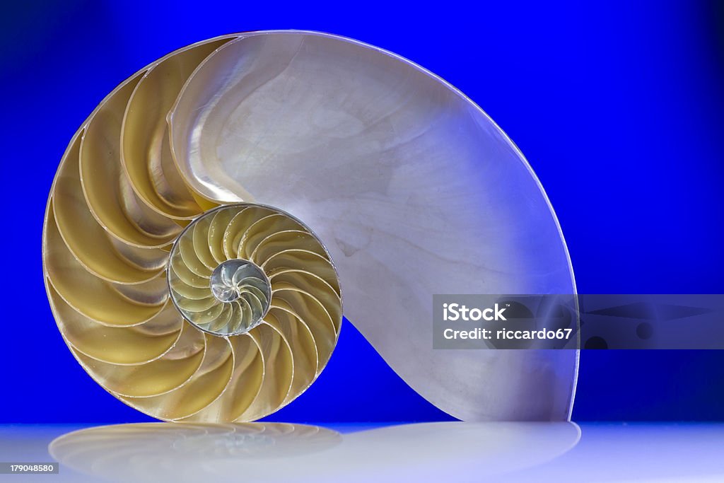 Nautilus - Foto stock royalty-free di Animale