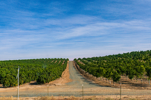 Agricultural Landscape - Citrus Trees growing in a Orchard with a Blue Sky