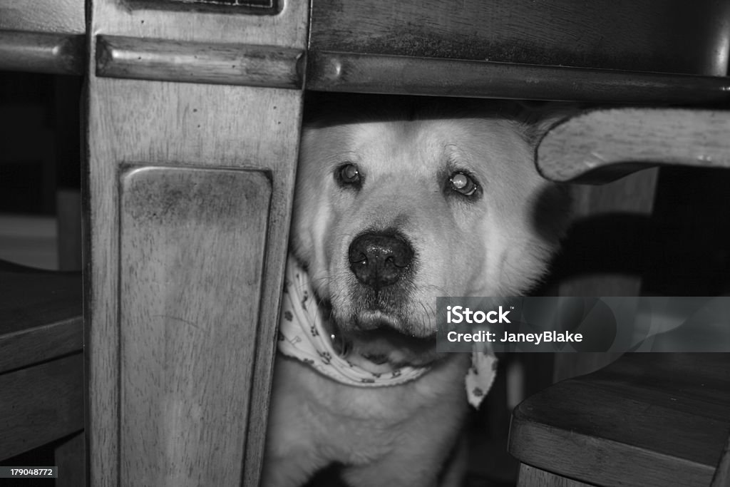 Perro en la tabla - Foto de stock de Animal libre de derechos