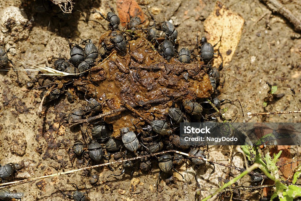 Dung Beetles In The Excreta Stock Photo - Download Image Now - Animal Dung, Animal, Animal Wildlife - iStock Dung Beetles In The Excreta Stock Photo - Download Image Now - Animal Dung, Animal, Animal Wildlife - iStock