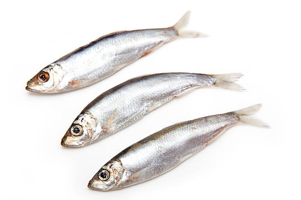 istock Sprats a small oily fish isolated on white. 179048790