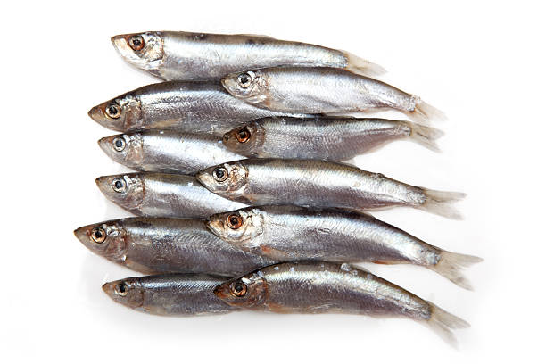 istock Sprats a small oily fish isolated on white. 179048796