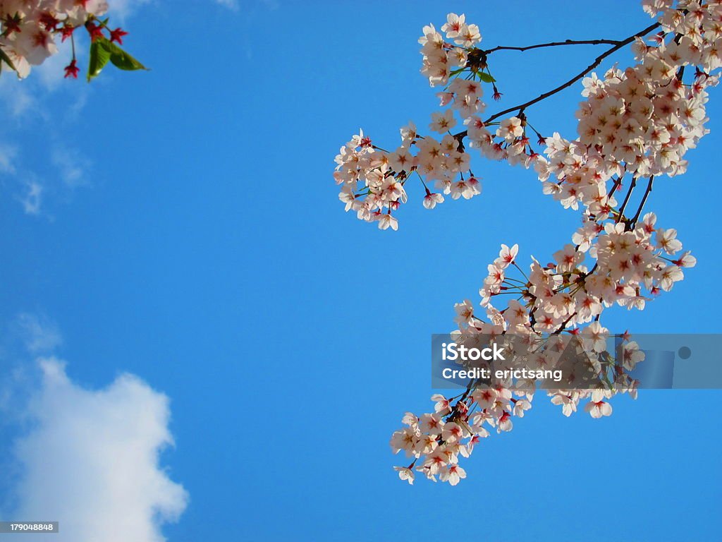 Cherry blossom sakura on blue sky Blue Stock Photo