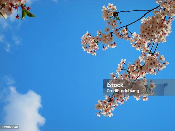 Cherry Blossom Stock Photo - Download Image Now - Blue, Branch - Plant Part, Cherry Blossom