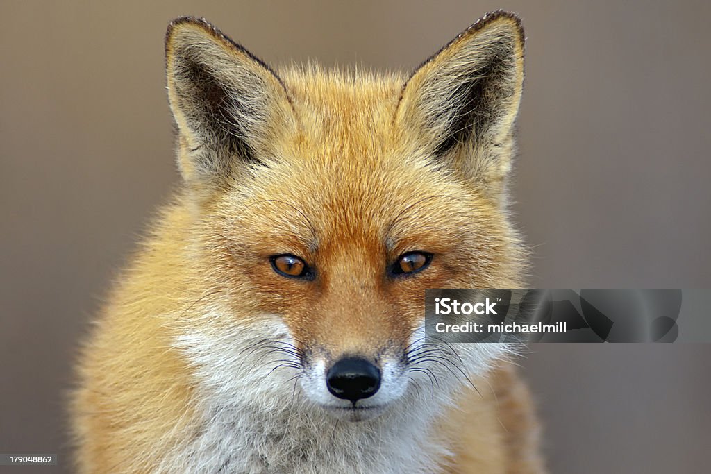 Red Fox - Lizenzfrei Fuchs - Wildhund Stock-Foto