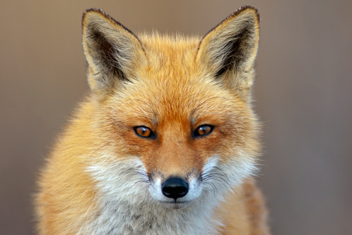 Red Fox looking directly at the viewer.