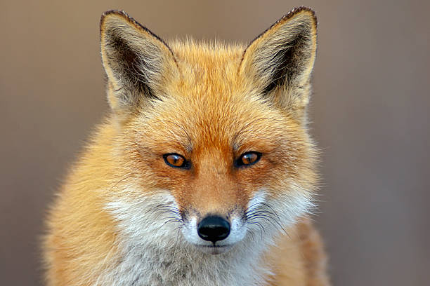 Red Fox Red Fox looking directly at the viewer. fox stock pictures, royalty-free photos & images