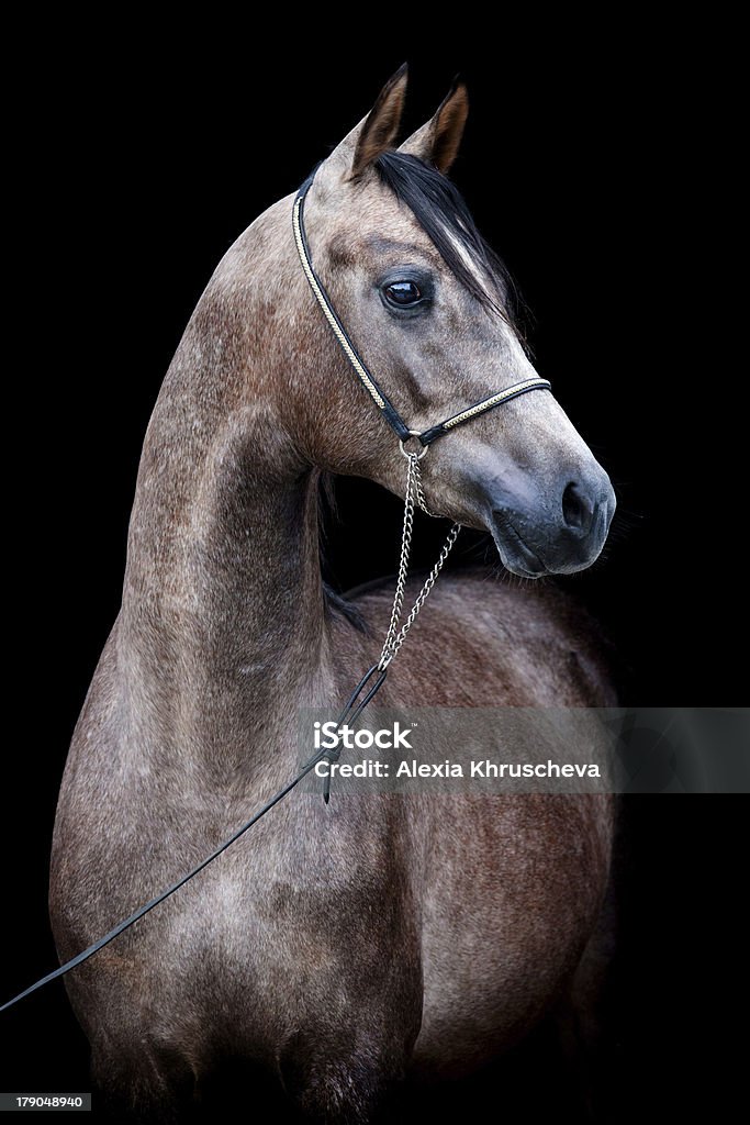 Testa di cavallo grigio isolato su nero. - Foto stock royalty-free di Cavallo - Equino