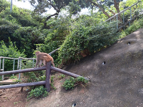 Wild macaque in the natural habitat in Singapore