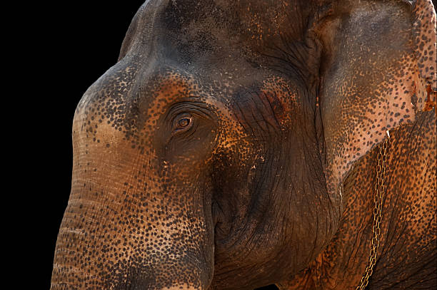 istock Face of Asian Elephant 179049304